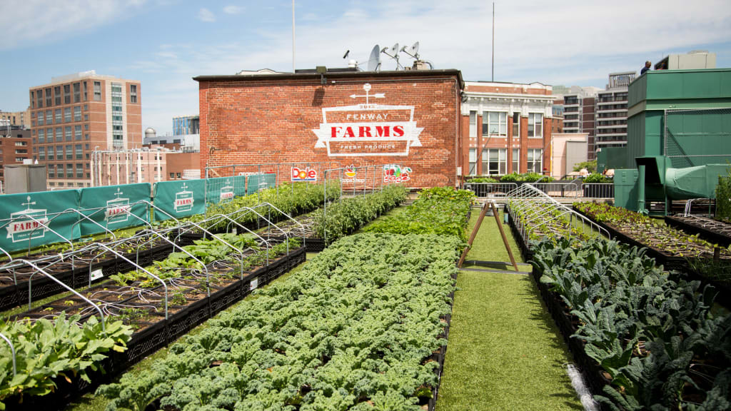 Evergreen Farms rooftop garden